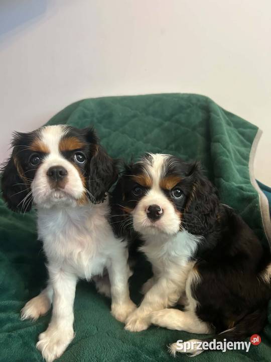 Cavalier King Charles Spaniel szczeniaki na Olsztyn