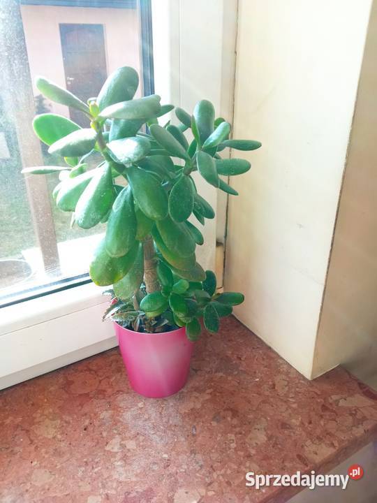 Cylindropuntia subulata sukulent ten i inne Białystok