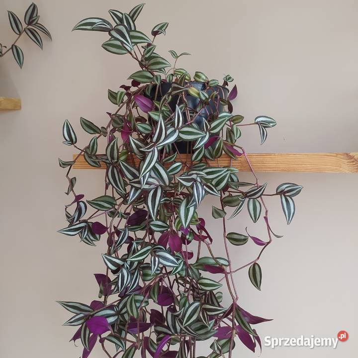 Trzykrotka roślina doniczkowa kwiat zwisający Zielone zachodniopomorskie Koszalin