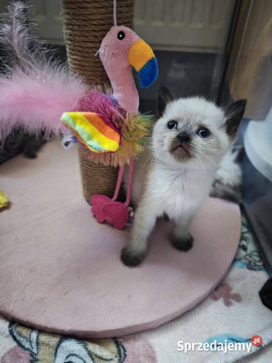 Kocięta brytyjskie point FPL