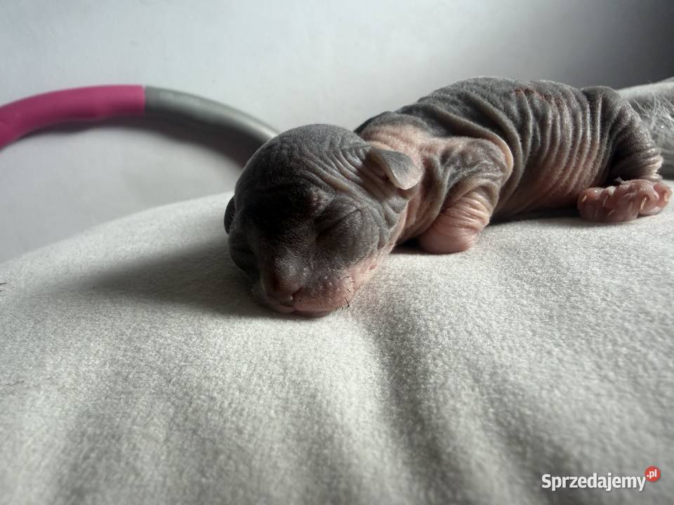 Kotki do rezerwacji odbiór Wielkanoc Łódź