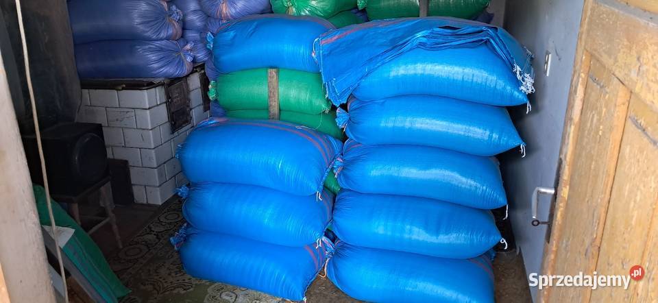 Jęczmień jary ościsty