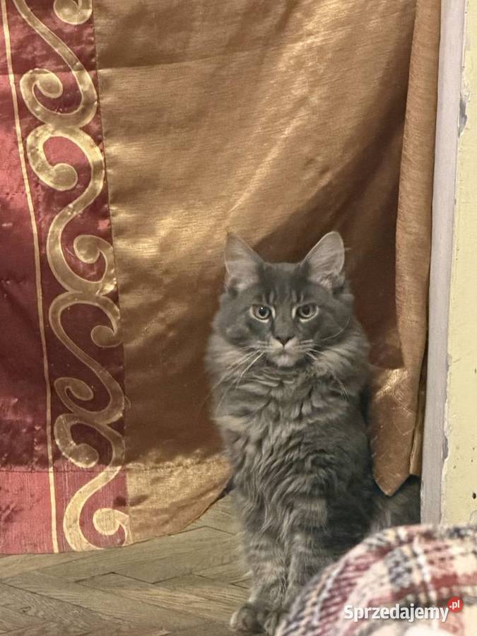 Kocurek Maine coin Warszawa zaraz fife mazowieckie sprzedam