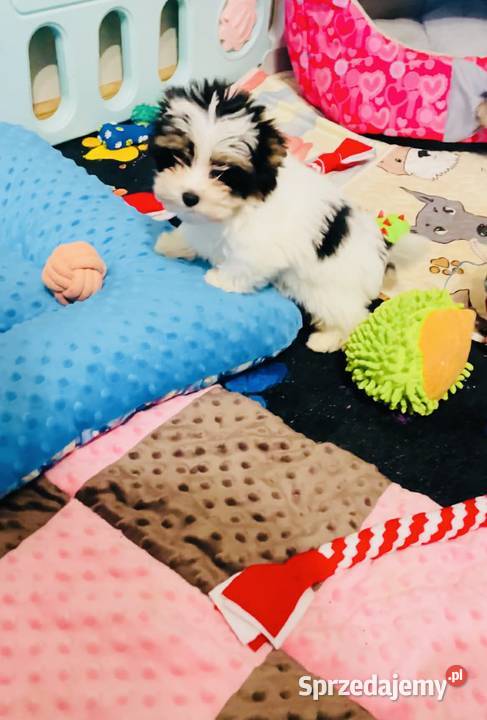 York Biewer cudeńko z Bajki Do odbioru York dolnośląskie Wrocław