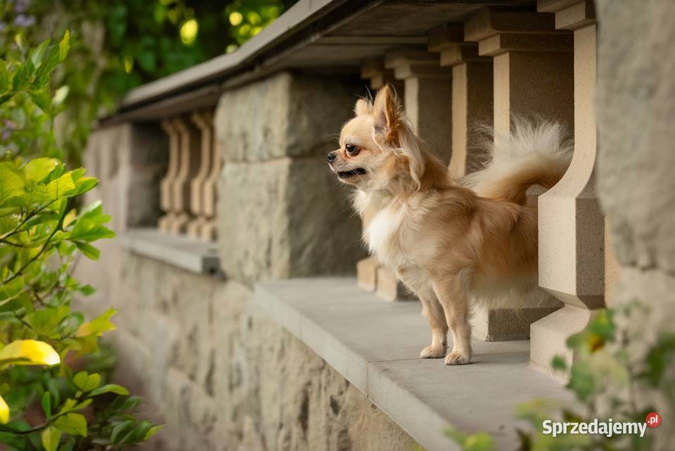 Reproduktor chihuahua długowłosy ZKwP FCI śląskie Bytom