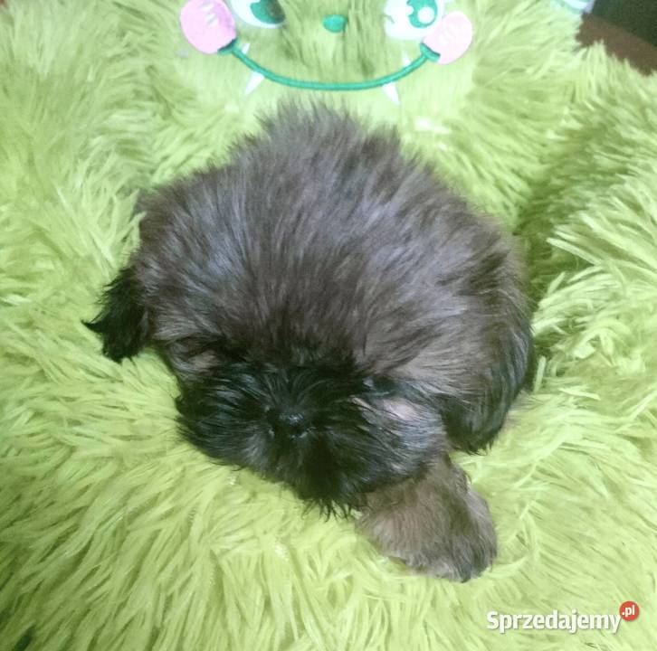 Shih tzu FCI Wałbrzych