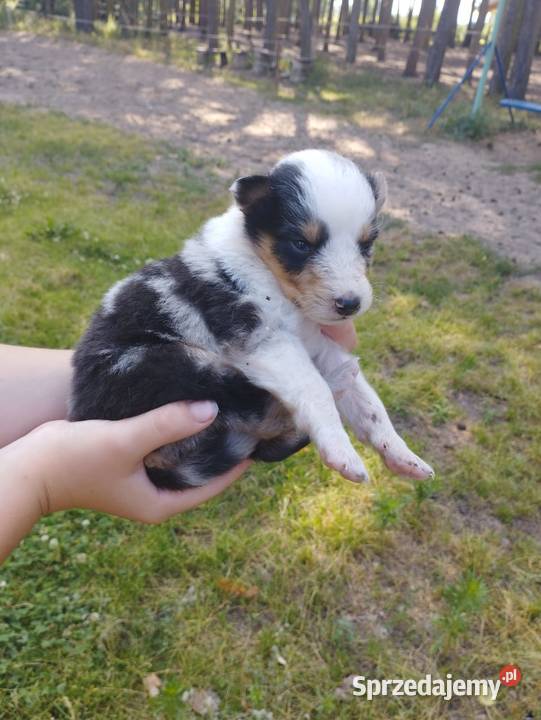Owczarek szkocki collie z metryką Zakrzewo
