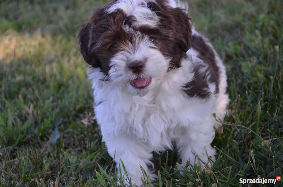 HAWAŃCZYK suczka Otelia w oryginalnym kolorze Ostrzeszów sprzedam