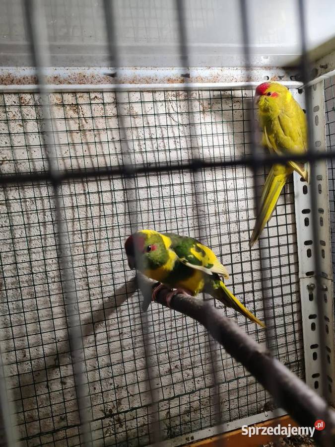 Krasnopiórki krageny kozy Kraków sprzedam