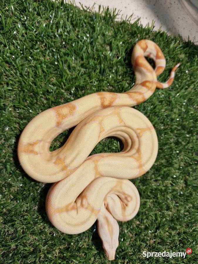 Boa cesarski Junglow Warszawa sprzedam