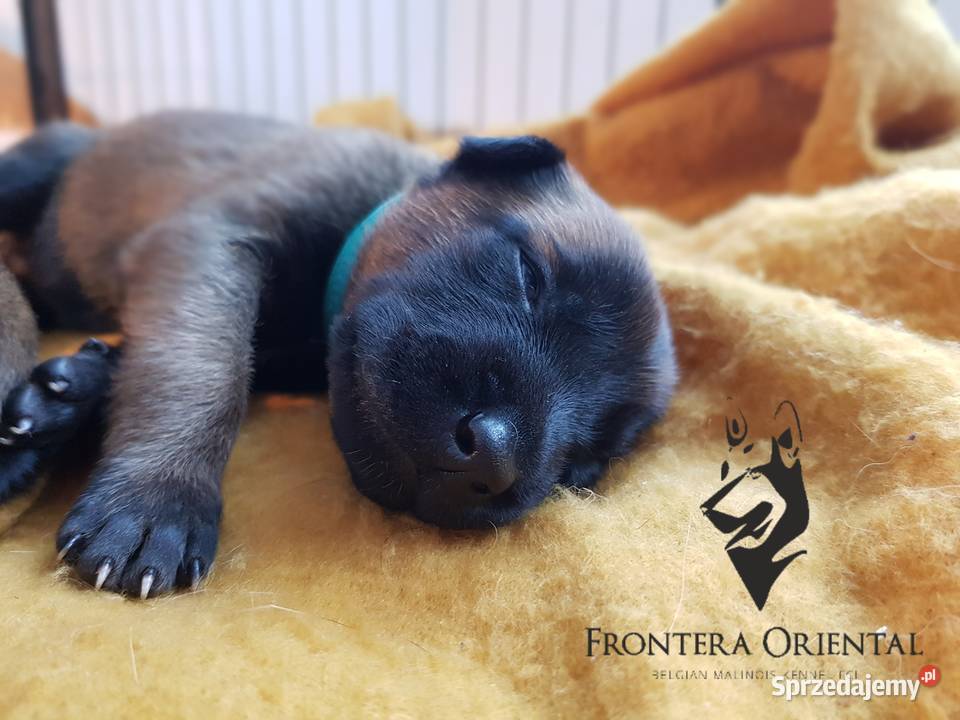 Owczarek Belgijski Malinois Owczarek Suwałki