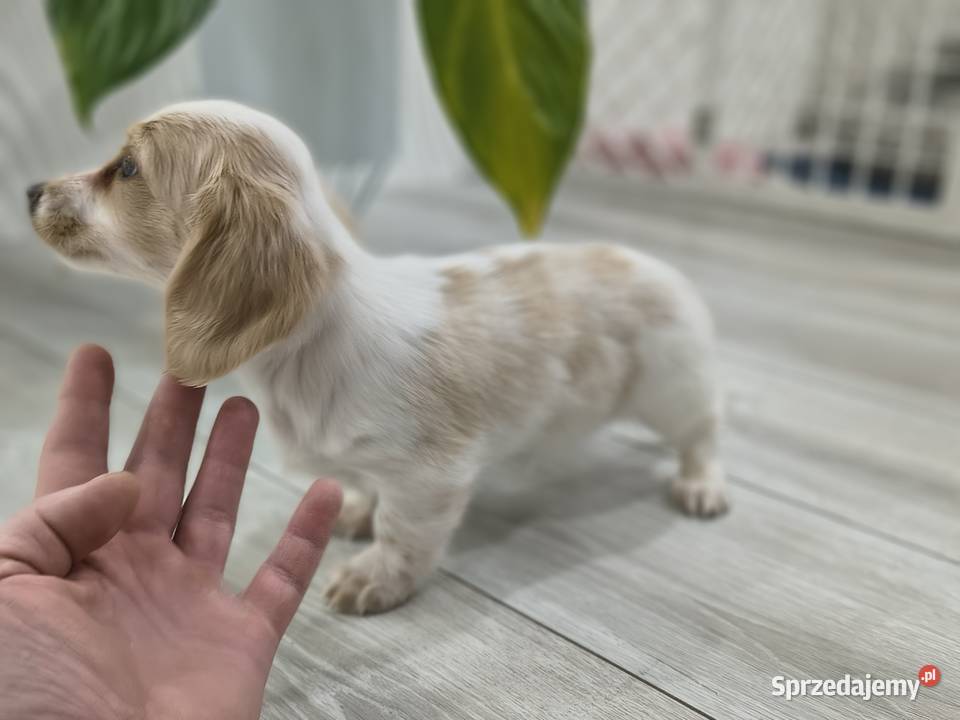 Jamnik długowłosy miniaturowy Dackel dachshund łódzkie Żychlin