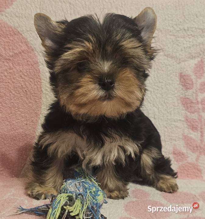 York Yorkshire Terrier śląskie sprzedam