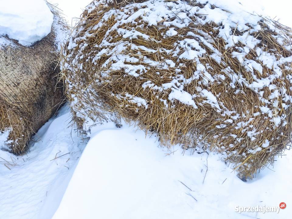 siano słoma jęczmienna baloty120x140 możliwość Chełm