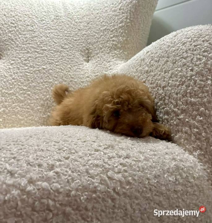 Odchowany synek Maltipoo Maltanczyk Pudel Toy sprzedam