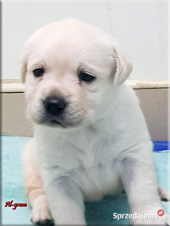 Biszkoptoweżółte szczenięta rasy Labrador mazowieckie Chynów
