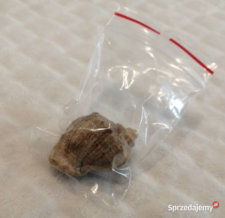 Muszla 45 59 Kreatywne Czeladź