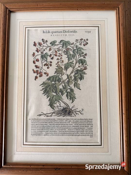 Antyczny Miedzioryt 1563 Oryginalny Starodruk Czerwionka-Leszczyny