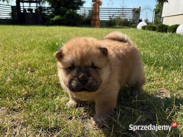 CHOW CHOW CZAU CZAU ŚLICZNE SZCZENIĘTA Warszawa