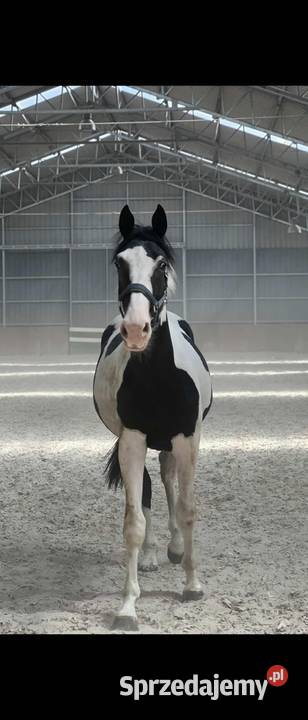 Sprzedam prawie 3 letniego ogiera Paskudy
