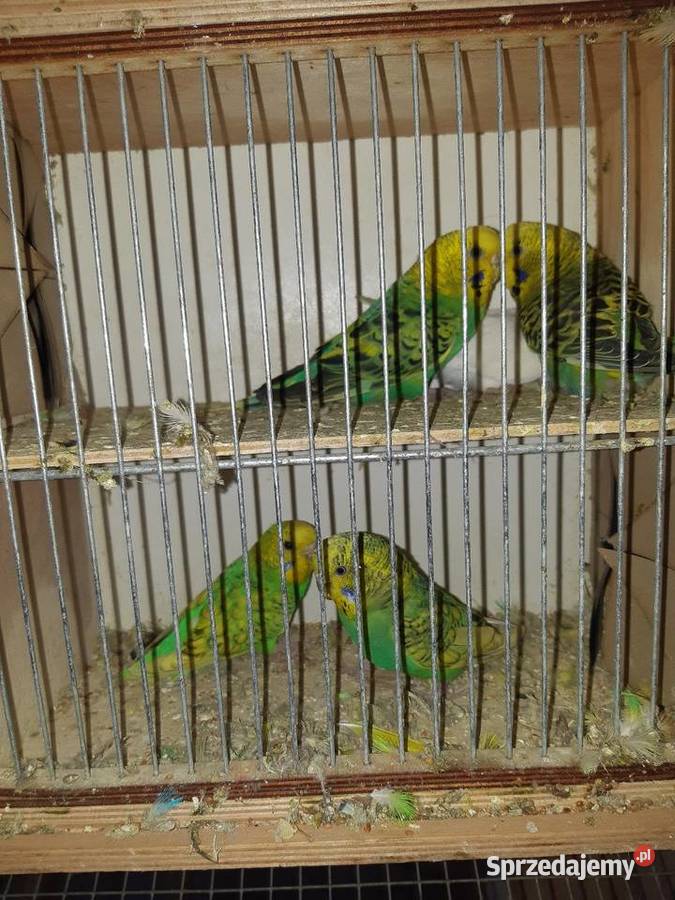 Papugi faliste papuzki faliste 2023r samice