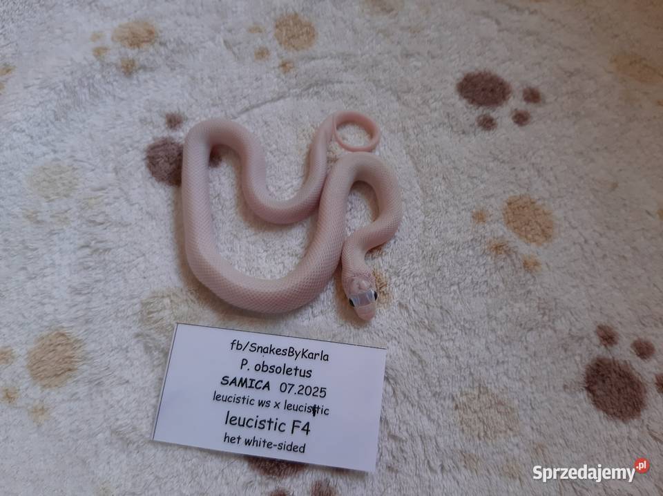 Wąż zbożówka obsoleta leucistic śnieżnobiały Gady i płazy Warszawa