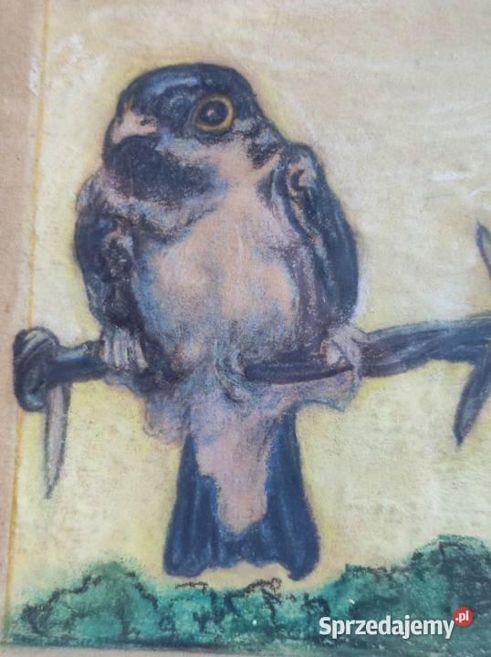 rysunek grafika obraz akwarela ramka ptaszki Kielce