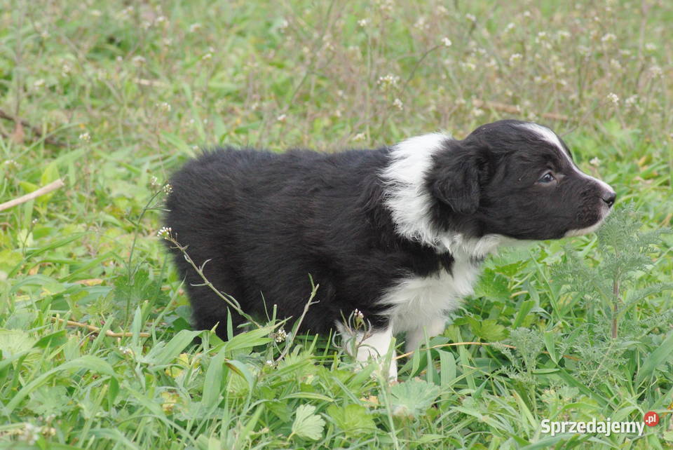 Border collie piesek z jedwabistym włosem lubelskie Milejów-Osada