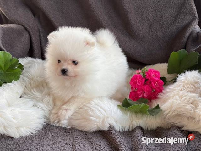 SZPIC MINIATUROWY POMERANIAN PIĘKNA SUNIA Warszawa