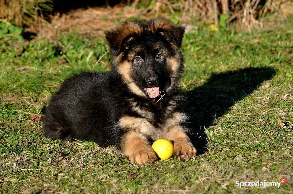 Owczarek Niemiecki Długowłosy szczenięta FCI