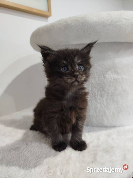 Kotka Maine Coon Nera kujawsko-pomorskie Szembruk