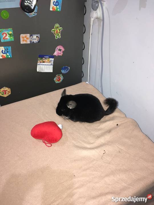 Sprzedam szynszyle czarna perła Opole