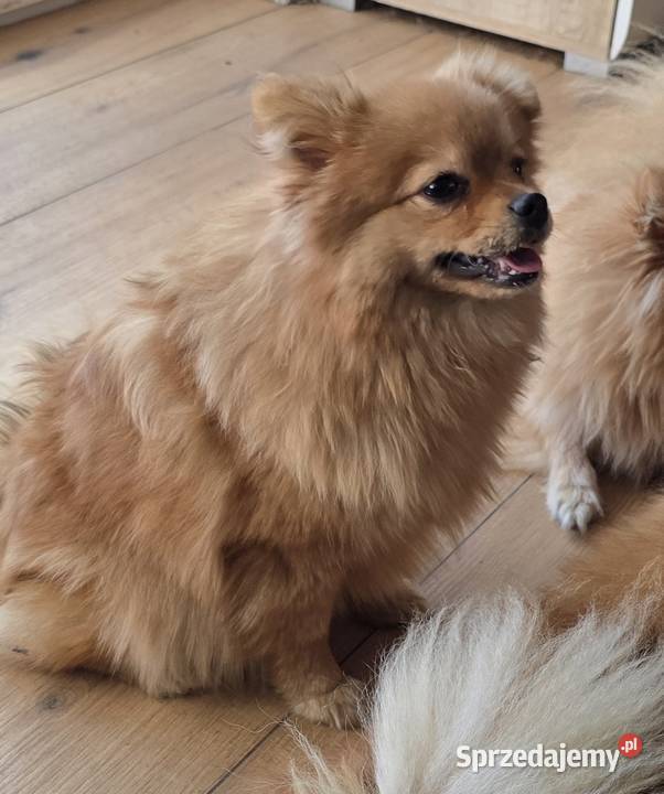 Pomeranian suczka szpic miniaturowy zkwp FCI Piątkowisko