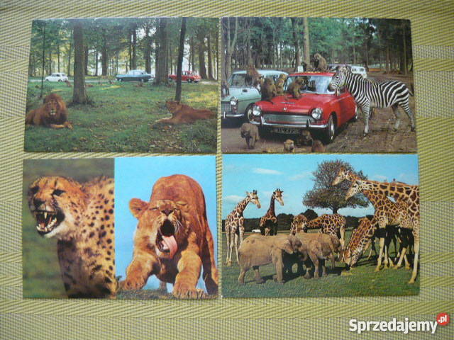 Pocztówki zwierzęta Myszków