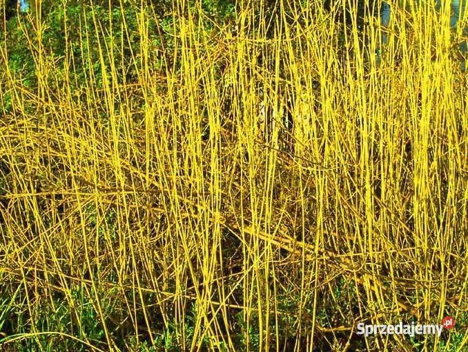 Krzewy żywopłotowe ozdobne i miododajne Rośliny Miedźna