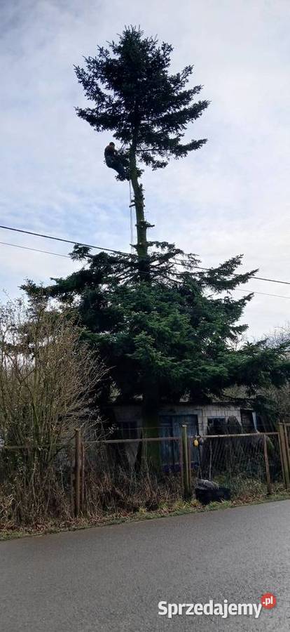 Wycinka drzew działki ROD