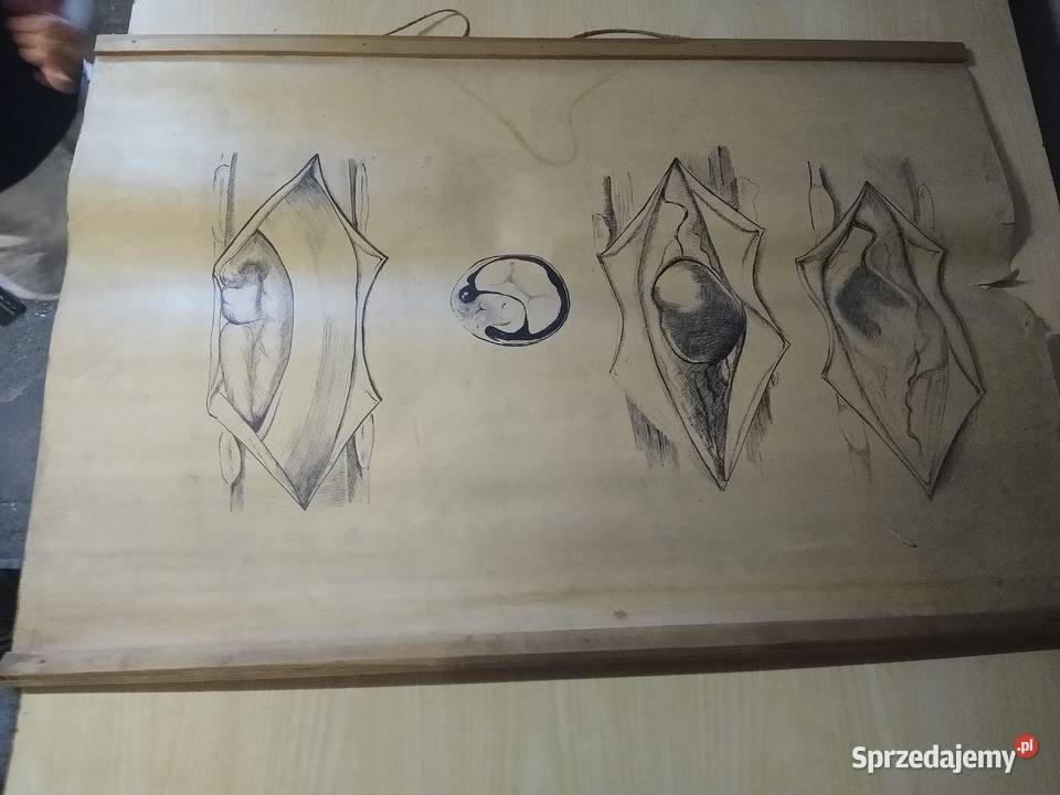 plakat z przekrojem mięśnia