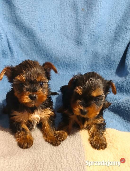 yorkshire terrier suczka samiec mini czarno Rzeszów