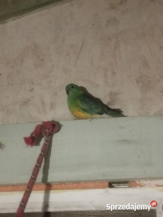 Para świergotek 2024 z woliery zewnętrznej 80 Gniewczyna Łańcucka