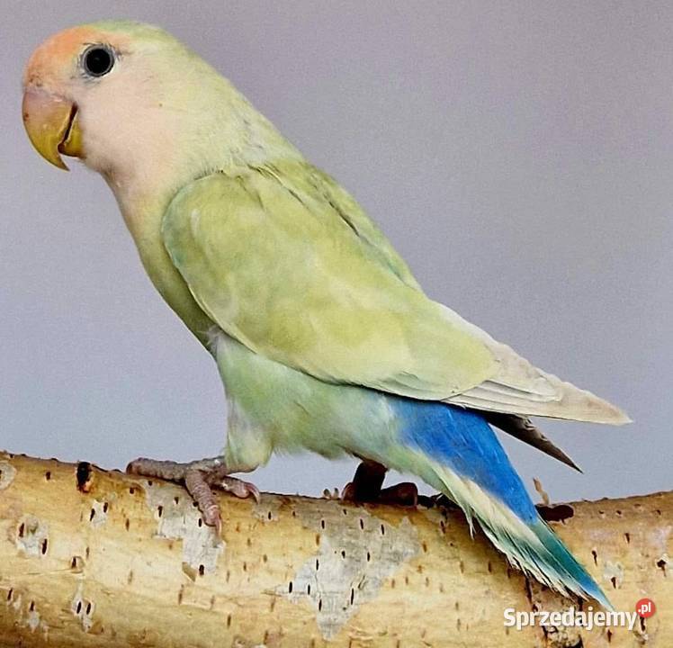 Nierozłączka czerwonoczelna młoda do oswojenia i Wrocław