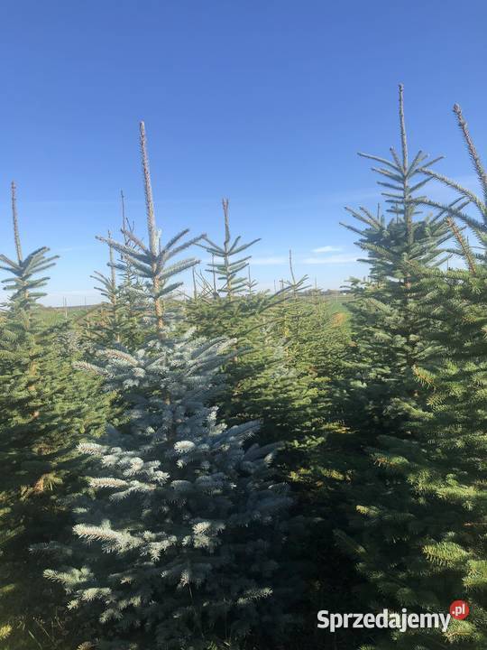 Choinki hutowo Maszki k. Wojciechowa