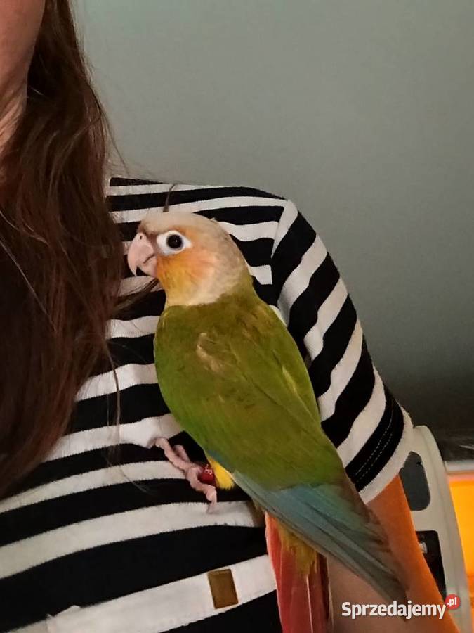 Papuga rudosterka ręcznie karmiona Zwierzęta
