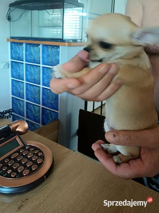 Chihuahua XSS Krótkowłosa Przepiękna Zgierz