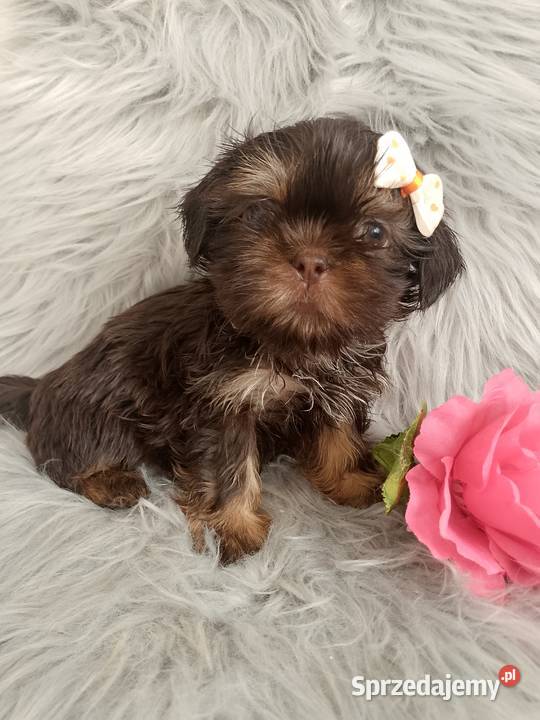 Gotowa do odbioru czekolada suczka rasy ShihTzu