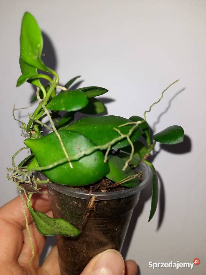 Hoya heuschkeliana hoja Warszawa sprzedam