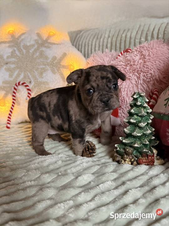 Buldog francuski do rezerwacji