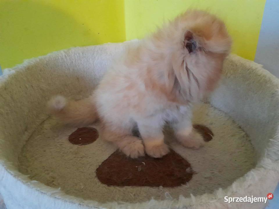 Kocurek perski rudobiszkoptowy małopolskie sprzedam