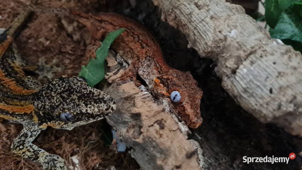 Gekony orzęsione gargulcowe akcesoria i terraria Bielsko-Biała