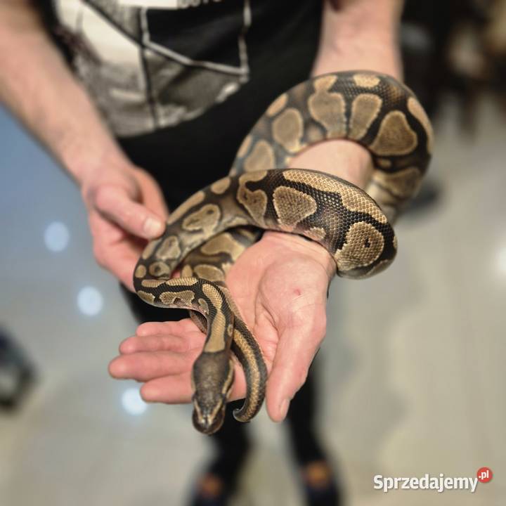 Python królewski gravel Gady i płazy