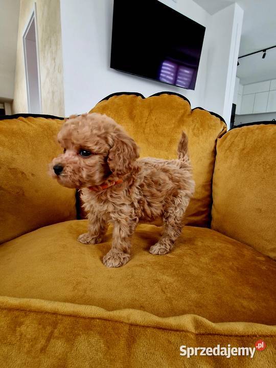 Pudel red Lou toyminiatura tatusiu FCI Jasło